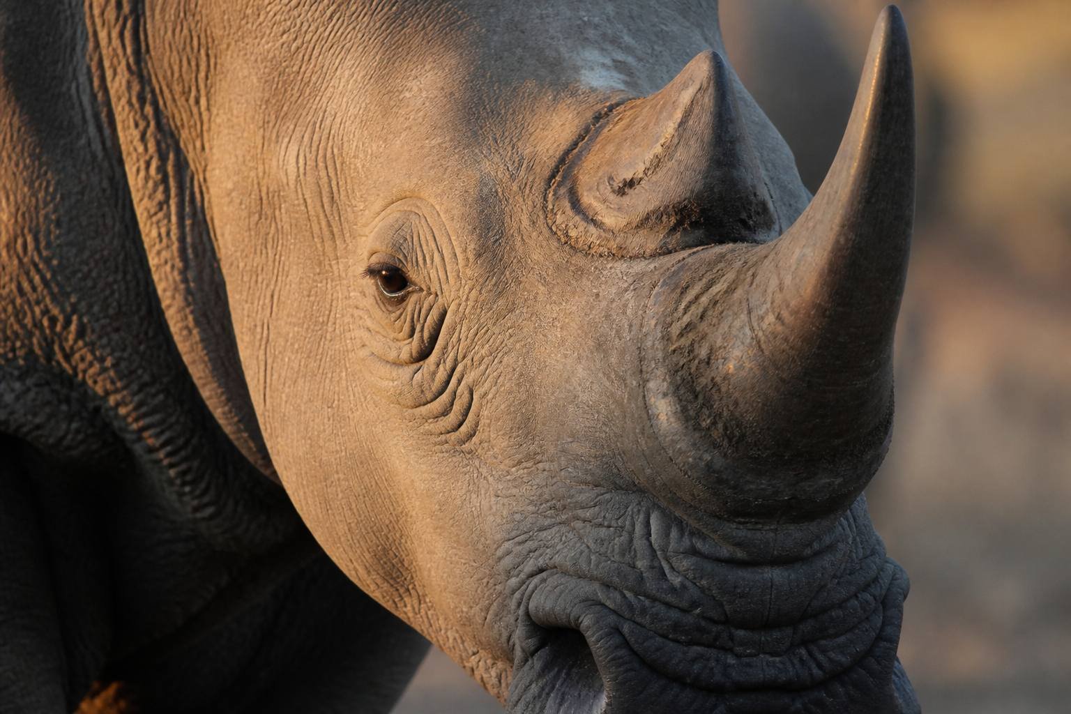 Close-up of a Southern white rhino at Cotswold Wildlife Park