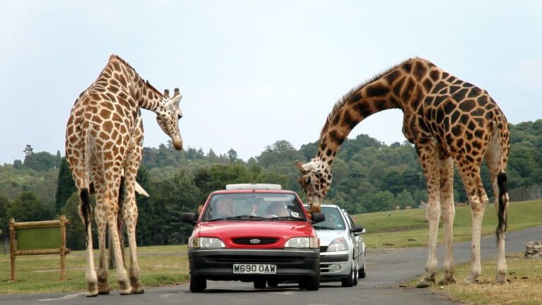 Safari Parks in England: Best Wildlife Experiences to Visit