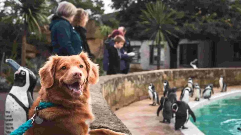 Cotswold Wildlife Park Dogs: Is It a Dog-Friendly Zoo?