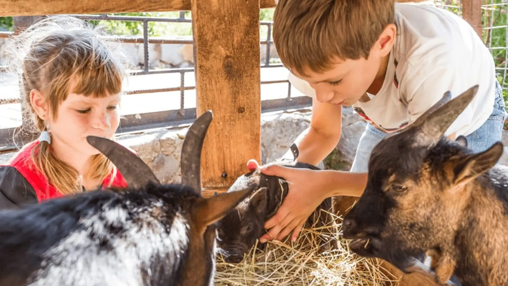 Animal Farms Near Me: Find the Best Farms With Animals