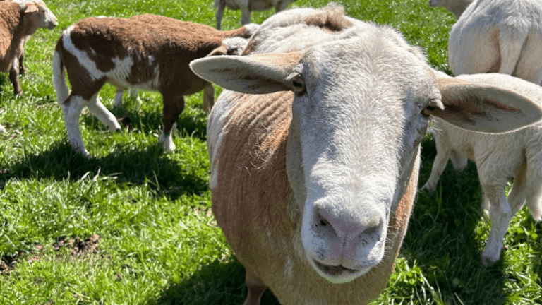 Petting Farms Near Me: Find the Best Pet & Animal Farms