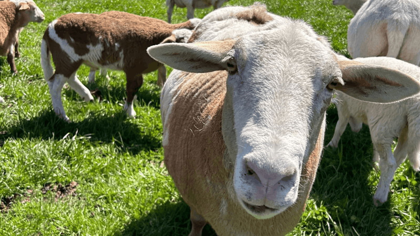 Petting Farms Near Me: Find the Best Pet & Animal Farms