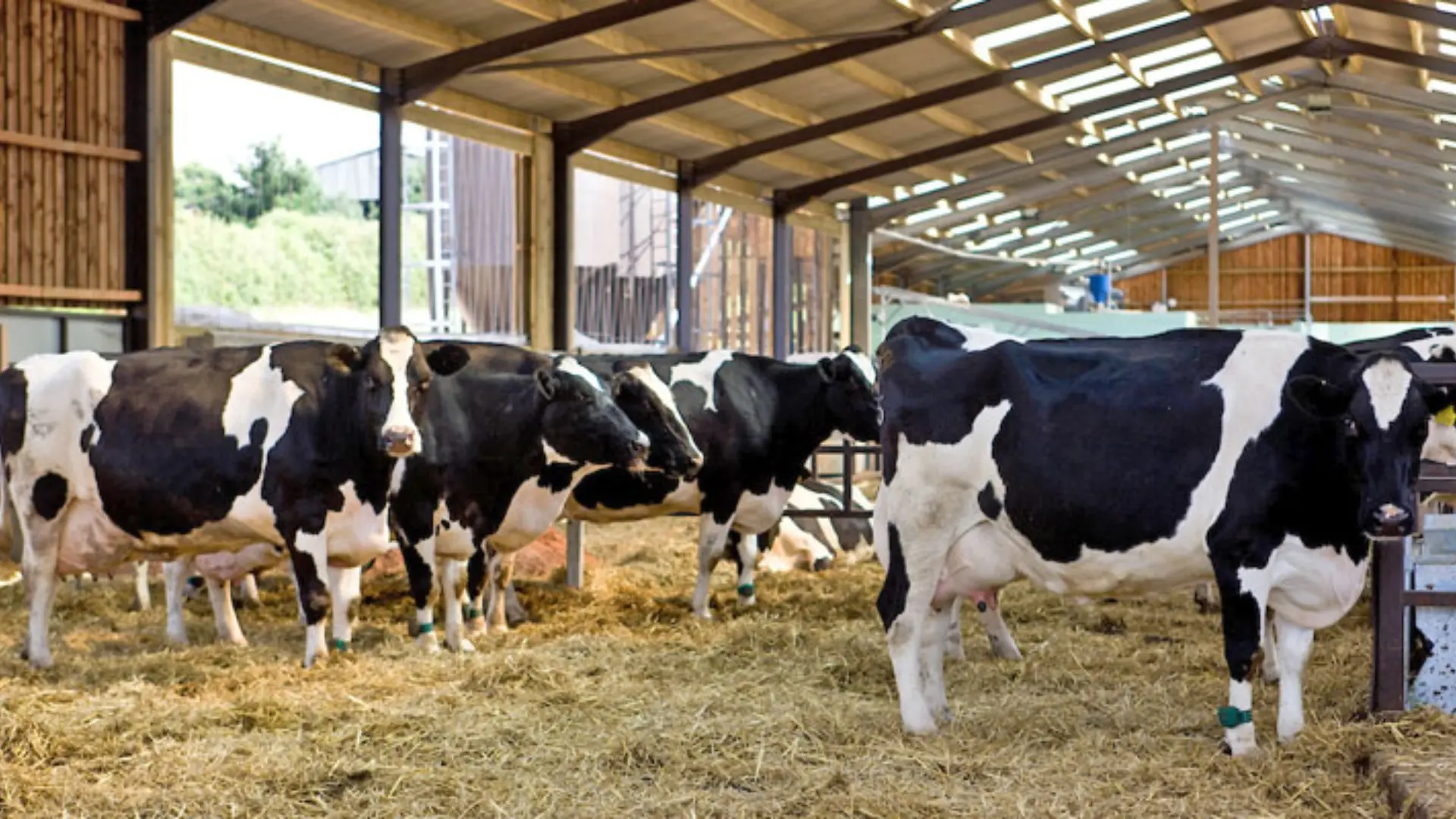 Dairy Farms Near Me: Find Local Dairy Farms & Fresh Milk