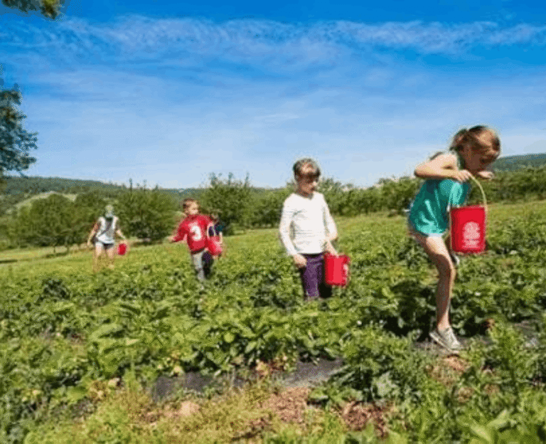 Pick Your Own Farms Near Me: Find Local PYO Fruit Farms