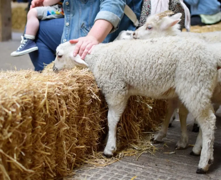 Farm Visits Near Me: Best Farms to Visit for a Family Day Out